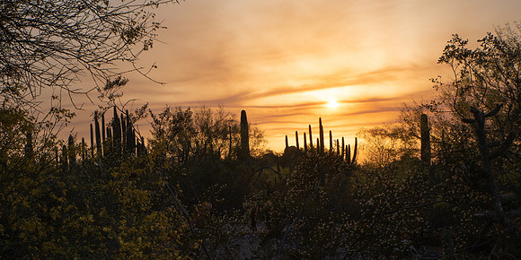 arizona-212