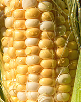 corn-309-Edit
